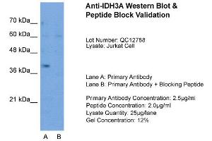 Host:  Rabbit  Target Name:  IDH3A  Sample Type:  Jurkat  Lane A:  Primary Antibody  Lane B:  Primary Antibody + Blocking Peptide  Primary Antibody Concentration:  2. (IDH3A 抗体  (N-Term))