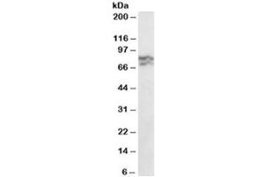 Western blot testing of HeLa lysate with RPA70 antibody at 0. (RPA1 抗体)