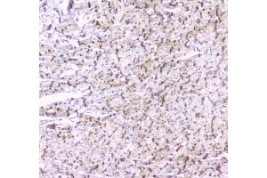 Immunohistochemistry (IHC) image for anti-Gap Junction Protein, alpha 1, 43kDa (GJA1) (AA 351-367) antibody (ABIN3031019)