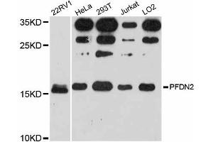 Western blot analysis of extracts of various cell lines, using PFDN2 antibody. (PFDN2 抗体)