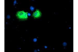 Anti-IDS mouse monoclonal antibody (ABIN2455542) immunofluorescent staining of COS7 cells transiently transfected by pCMV6-ENTRY IDS (RC219187). (IDS 抗体)