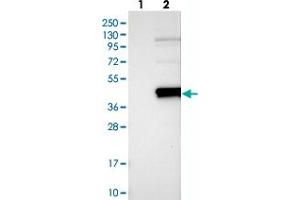 Western blot analysis of Lane 1: Negative control (vector only transfected HEK293T lysate), Lane 2: Over-expression Lysate (Co-expressed with a C-terminal myc-DDK tag (~3. (SLAMF9 抗体)