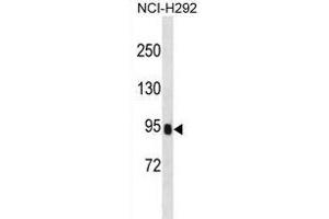 PRSS36 Antibody (Center) (ABIN1881693 and ABIN2838798) western blot analysis in NCI- cell line lysates (35 μg/lane). (PRSS36 抗体  (AA 288-317))