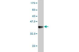 Western Blotting (WB) image for anti-RAB9A, Member RAS Oncogene Family (RAB9A) (AA 17-115) antibody (ABIN564041)