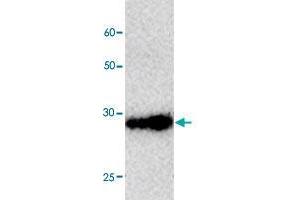 Western blot analysis in RFP tagged fusion protein with RFP tag monoclonal antibody, clone 5c465  at 1 : 1000 dilution. (RFP 抗体  (AA 21-245))