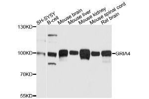 Western blot analysis of extracts of various cell lines, using GRIA4 antibody. (GRIA4 抗体  (AA 254-433))