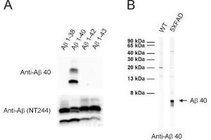 A: ECL detection of different synthetic Abeta species with anti-Abeta 40 (dilution 1 : 1000) and a monoclonal anti-Abeta antibody (clone NT244, cat. (Abeta 1-40 抗体)