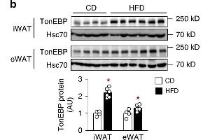 Western Blotting (WB) image for anti-Heat Shock 70kDa Protein 8 (HSPA8) antibody (ABIN6656068)