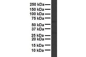 WB Suggested Anti-APOH antibody Titration: 1 ug/mL Sample Type: Human liver (APOH 抗体  (N-Term))