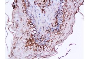 Formalin-fixed and paraffin embedded rat stomach labeled with Anti-Ghrelin 28 Polyclonal Antibody, Unconjugated  at 1:200 followed by conjugation to the secondary antibody and DAB staining (Ghrelin 抗体  (AA 24-51))