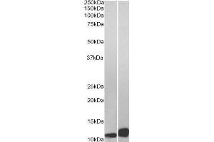 Western Blotting (WB) image for anti-Macrophage Migration Inhibitory Factor (Glycosylation-Inhibiting Factor) (MIF) (C-Term) antibody (ABIN185406)
