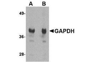 Western blot analysis of GAPDH in HeLa cell lysate with AP30356PU-N GAPDH antibody at (A) 1 and (B) 2 μg/ml. (GAPDH 抗体  (N-Term))