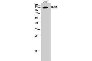Western Blotting (WB) image for anti-Myosin Phosphatase, Target Subunit 1 (PPP1R12A) (Thr103) antibody (ABIN3176190) (PPP1R12A 抗体  (Thr103))