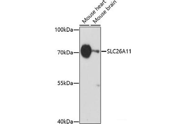 SLC26A11 Antikörper