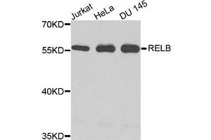 Western blot analysis of extracts of various cells, using RELB antibody. (RELB 抗体)