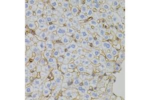 Immunohistochemistry of paraffin-embedded mouse liver using CLDN3 antibody. (Claudin 3 抗体)