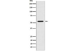 Western blot analysis of LMAN1 expression in HeLa cell lysate. (Recombinant LMAN1 抗体)