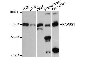 Western blot analysis of extracts of various cell lines, using PAPSS1 antibody. (PAPSS1 抗体)