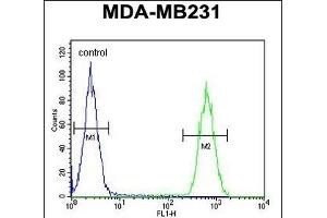 CLTA Antibody (Center) (ABIN652956 and ABIN2842611) flow cytometric analysis of MDA-M cells (right histogram) compared to a negative control cell (left histogram). (CLTA 抗体  (AA 99-127))