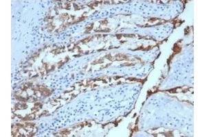 Formalin-fixed, paraffin-embedded canine (dog) colon stained with Ep-CAM Mouse Monoclonal Antibody (EGP40/1384).