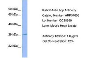 Image no. 1 for anti-Phospholysine Phosphohistidine Inorganic Pyrophosphate Phosphatase (LHPP) (C-Term) antibody (ABIN6749941) (LHPP 抗体  (C-Term))