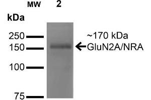 Western Blot analysis of Monkey COS cells transfected with GFP-tagged NR2A showing detection of ~170 kDa GluN2A/NR2A protein using Mouse Anti-GluN2A/NR2A Monoclonal Antibody, Clone S327-95 . (NMDAR2A 抗体  (AA 75-325) (PerCP))