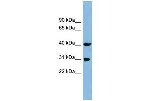 WB Suggested Anti-PPID Antibody Titration: 0. (PPID 抗体  (N-Term))
