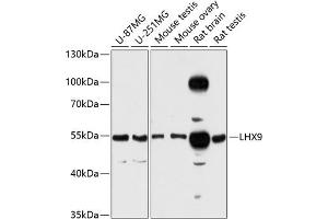Western blot analysis of extracts of various cell lines, using LHX9 antibody (ABIN6128182, ABIN6143202, ABIN6143203 and ABIN6216456) at 1:3000 dilution. (LHX9 抗体  (AA 1-70))