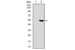 Image no. 3 for anti-Vav 1 Oncogene (VAV1) antibody (ABIN1490879) (VAV1 抗体)