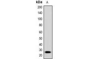 Western blot analysis of Placental Lactogen expression in mouse brain (A) whole cell lysates. (CSH1 抗体  (C-Term))