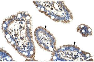 Human Intestine (DMP1 抗体  (C-Term))