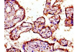 IHC image of ABIN7142217 diluted at 1:800 and staining in paraffin-embedded human placenta tissue performed on a Leica BondTM system. (PSMD7 抗体  (Regulatory Subunit 7))