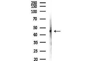anti-LETM1 Domain Containing 1 (LETMD1) (N-Term) antibody