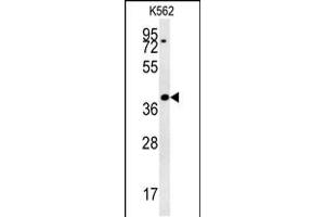 DGCR14 Antibody (Center) (ABIN657859 and ABIN2846816) western blot analysis in K562 cell line lysates (35 μg/lane). (DGCR14 抗体  (AA 217-244))