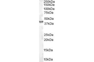 Image no. 1 for anti-Caudal Type Homeobox 2 (CDX2) (Internal Region) antibody (ABIN374665) (CDX2 抗体  (Internal Region))