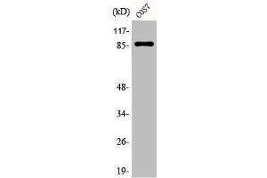 Western Blotting (WB) image for anti-Signal Transducer and Activator of Transcription 3 (Acute-Phase Response Factor) (STAT3) (pSer727) antibody (ABIN7182756)