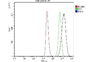 Flow Cytometry analysis of THP-1 cells using anti-RNF8 antibody (ABIN7602168).