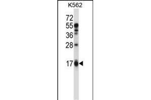 EDN2 Antibody (C-term) (ABIN657784 and ABIN2846758) western blot analysis in K562 cell line lysates (35 μg/lane). (Endothelin 2 抗体  (C-Term))
