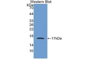 Western Blotting (WB) image for anti-Apolipoprotein A-I (APOA1) (AA 122-267) antibody (ABIN3201833) (APOA1 抗体  (AA 122-267))