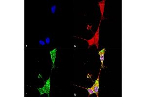 Immunocytochemistry/Immunofluorescence analysis using Mouse Anti-Brevican Monoclonal Antibody, Clone S294A-6 (ABIN2483318). (BCAN 抗体  (AA 219-655) (Biotin))
