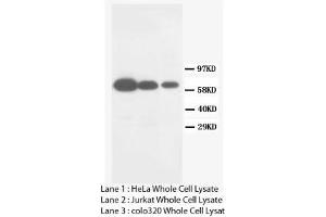 Image no. 2 for anti-Matrix Metallopeptidase 16 (Membrane-inserted) (MMP16) (C-Term) antibody (ABIN1493062) (MMP16 抗体  (C-Term))