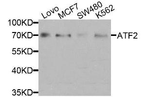 Western Blotting (WB) image for anti-Activating Transcription Factor 2 (ATF2) (AA 1-190) antibody (ABIN3023064)