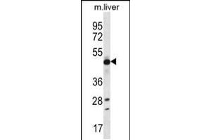 Western blot analysis in mouse liver tissue lysates (35ug/lane). (EEF1A2 抗体  (C-Term))