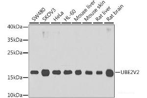 Western blot analysis of extracts of various cell lines using UBE2V2 Polyclonal Antibody at dilution of 1:1000. (UBE2V2 抗体)