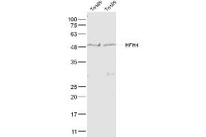 Lane 1: Mouse Testis lysates Lane 2: Rat Testis lysates probed with HFH4 Polyclonal Antibody, Unconjugated  at 1:1000 dilution and 4˚C overnight incubation.