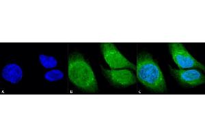 Immunocytochemistry/Immunofluorescence analysis using Rabbit Anti-GRP78 (Bip) Polyclonal Antibody (ABIN863189 and ABIN863190). (GRP78 抗体  (N-Term))