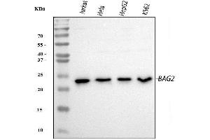 Western blot analysis of BAG2 using anti-BAG2 antibody (ABIN3043508). (BAG2 抗体  (AA 1-211))