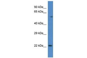 Rab10 antibody - C-terminal region  validated by WB using Mouse Kidney lysate at 1ug/ml. (RAB10 抗体  (C-Term))