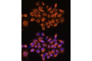 Immunofluorescence analysis of HeLa cells using A Rabbit pAb (ABIN3016751, ABIN3016752, ABIN3016753 and ABIN6219833) at dilution of 1:100. (ADRA2A 抗体  (AA 240-380))