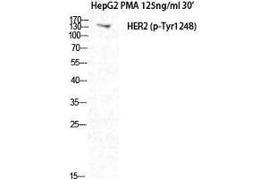 Western Blot (WB) analysis of HepG2+PMA cells using Phospho-Neu (Y1248) Polyclonal Antibody. (NEURL 抗体  (pTyr1248))